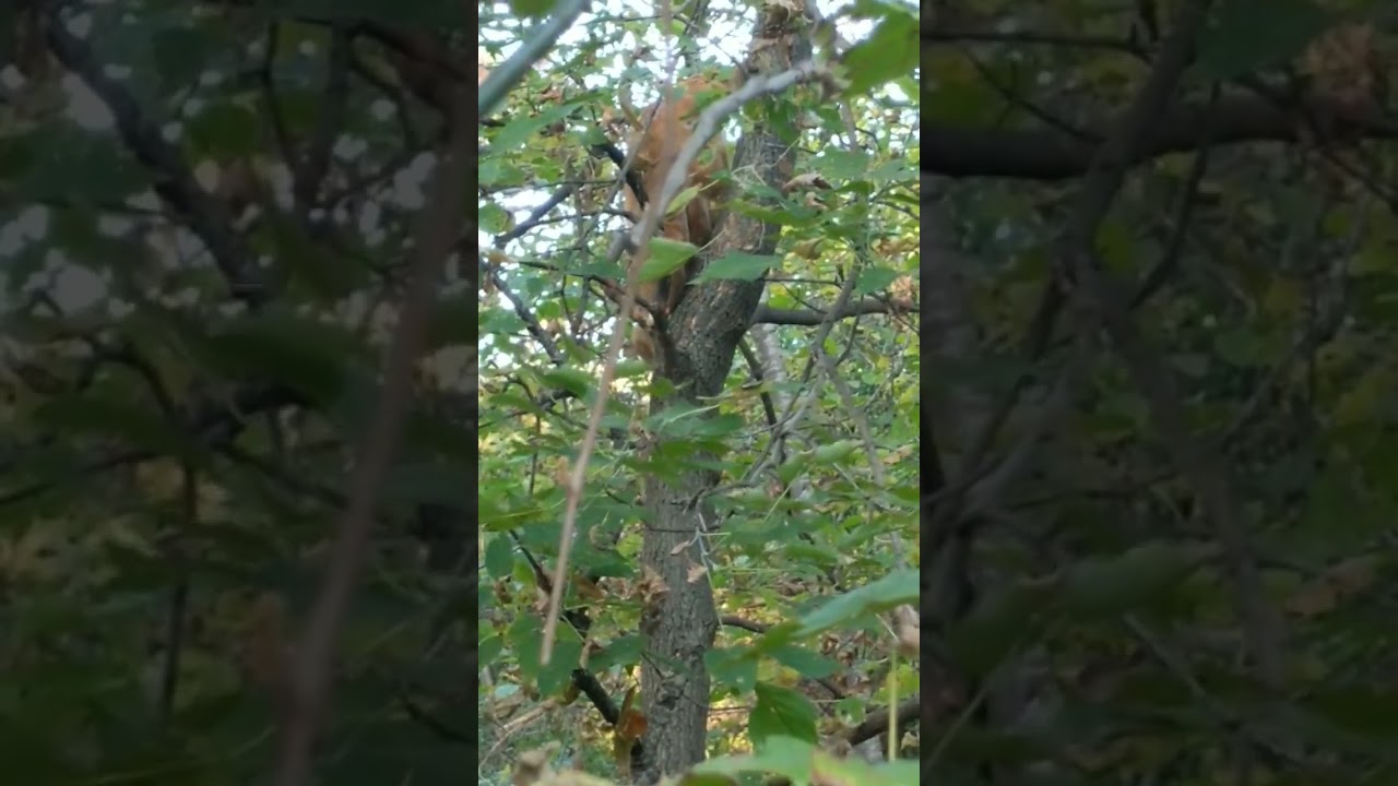 cat climbs tree in my backyard 