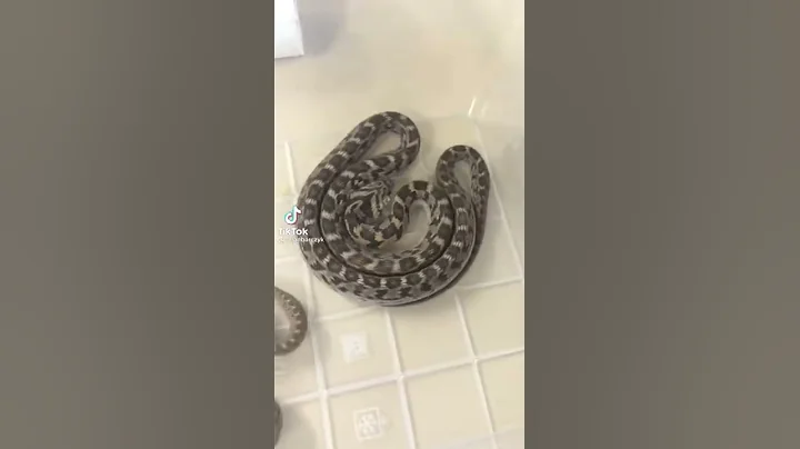 Egg 🥚 Eating Snake and its Defensive Posture | #shorts #amazingwildlife | Zootopia 8k