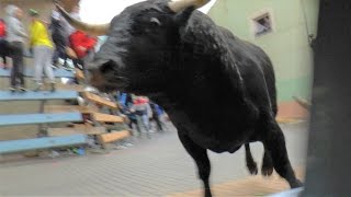 Primer encierro con toros en Blanca -Murcia-. Feria Villa del toro. Marzo de 2017