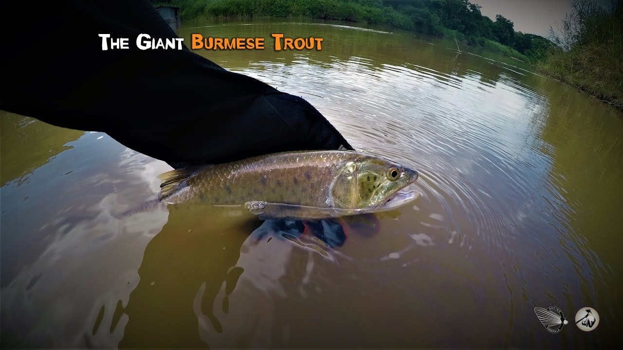 The Giant Burmese Trout