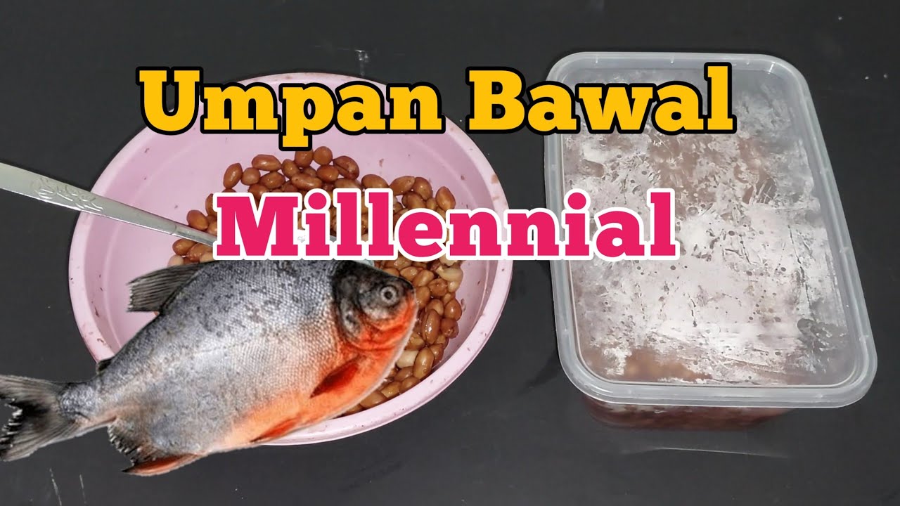 Umpan Kacang Tanah untuk ikan Bawal millennial