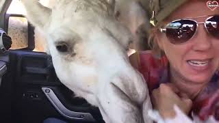 Animals Unexpected Attack On Human - Funny Animals Attack || PETASTIC 🐾