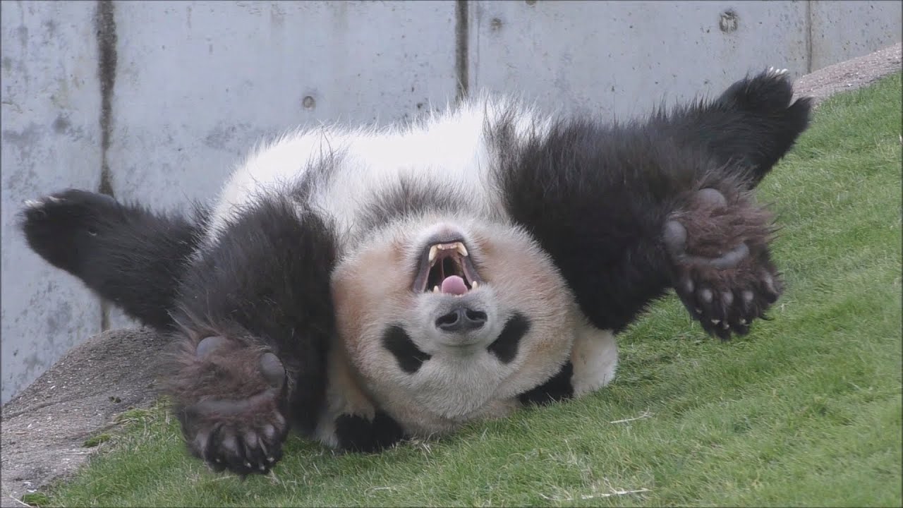 【「お～ひぃ～ん！💦」】🌸帰宅前にひとしきり転がる桜浜ねえさんｗ【マイペースお姉さんパンダ】Giant Panda -Ouhin-☆Ouhin’s own way