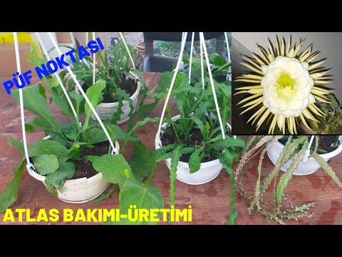 Video: Epiphyllum Nedir - Farklı Epiphyllum Kaktüs Çeşitleri Hakkında Bilgi Edinin