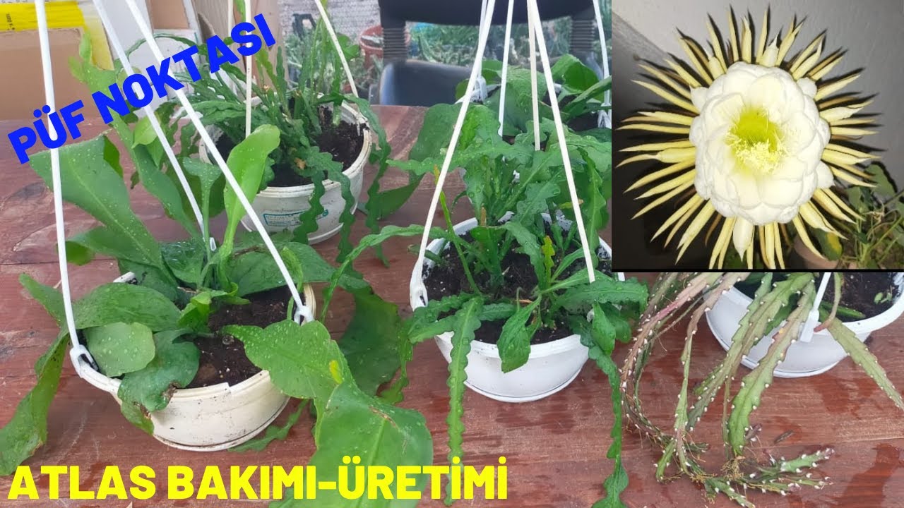 Atlas Çiçeği Bakımı ve Çiçeklenmesindeki Püf Noktalar/Epiphyllum
