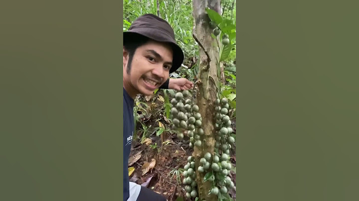 panen buah koning di hutan #petualangan #berpetualang #jejakpetualang