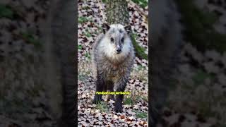 Bukan Kambing Biasa! Japanese Serow, Penjaga Sunyi Pegunungan Jepang