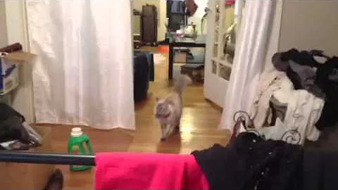 Watch the video about Adorable Siberian Cat Loves to Play Fetch!