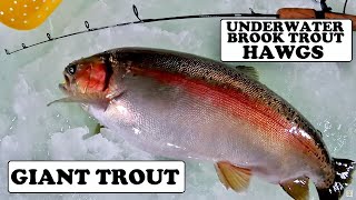 Giant Brook and Rainbow Trout Underwater Video - Why Won't They Bite