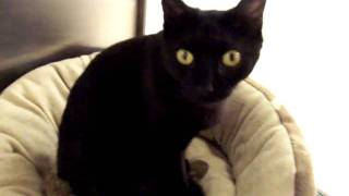 ADOPTED One year old HAILEY at Noah's Kingdom Humane Society