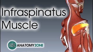 Infraspinatus Muscle Anatomy