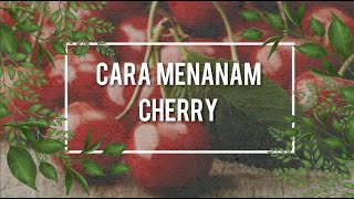 Cara Menanam Cherry