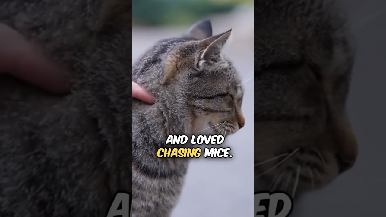 The 10 Oldest Cats Ever! Final Part!🐾🐱 