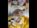 #pet#cat#foryou#fpy