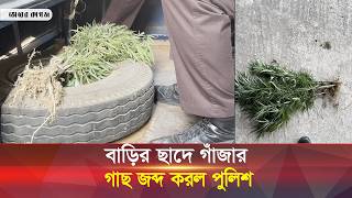 Cannabis plant hidden behind the garden on the roof, locals call 999! || Cannabis Plant || Bhorer...