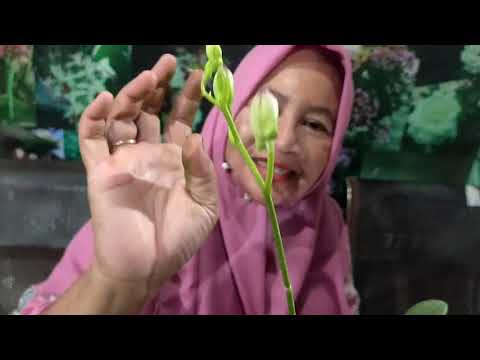 Video: Bagaimana Cara Menumbuhkan Gladiol Dari Bayi? Aturan Reproduksi. Apa Yang Harus Dilakukan Dengan Mereka Setelah Menggali Di Rumah? Bagaimana Cara Mengumpulkannya Di Tahun Pertama?