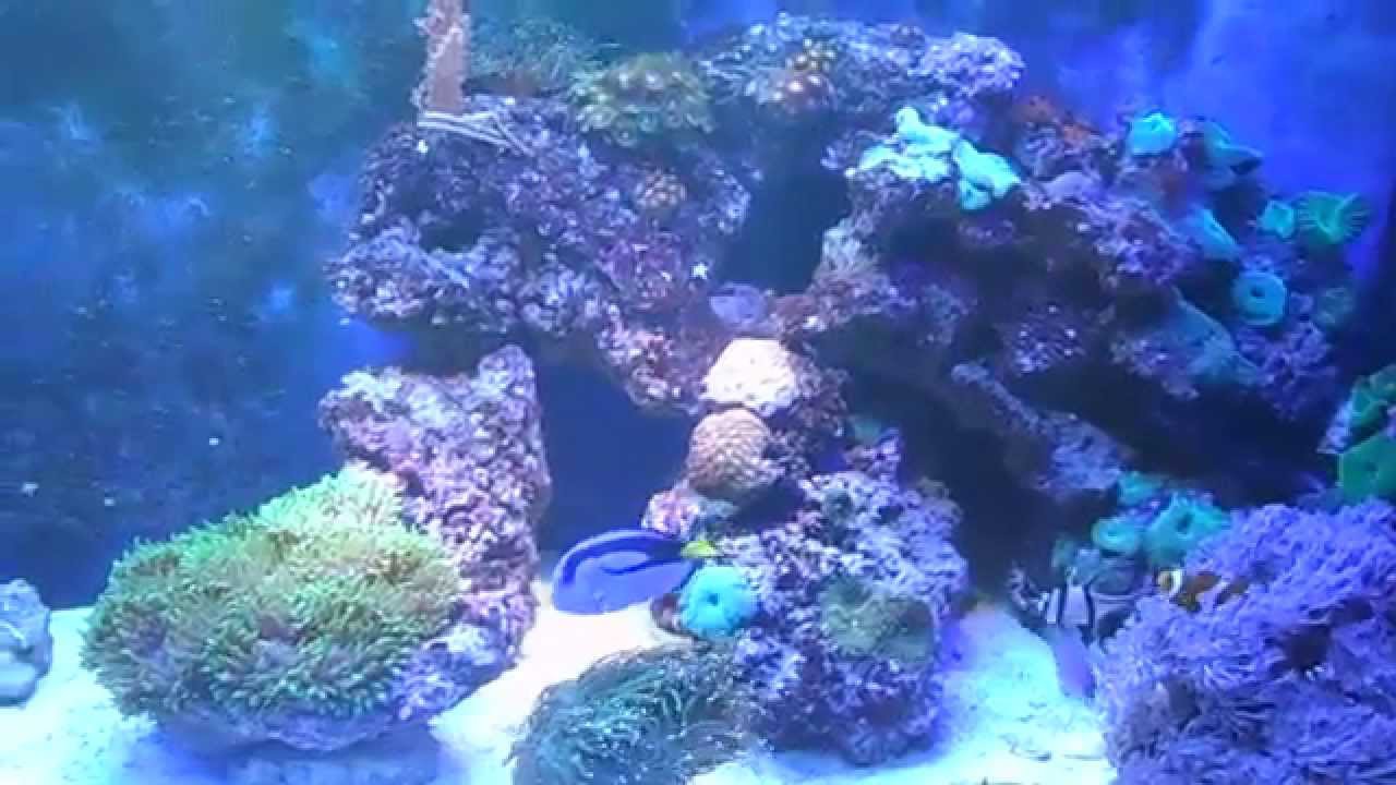 camera iphone 8 plus apk 2015.12.02. Couple of news - acreichthys tomentosus + actinia