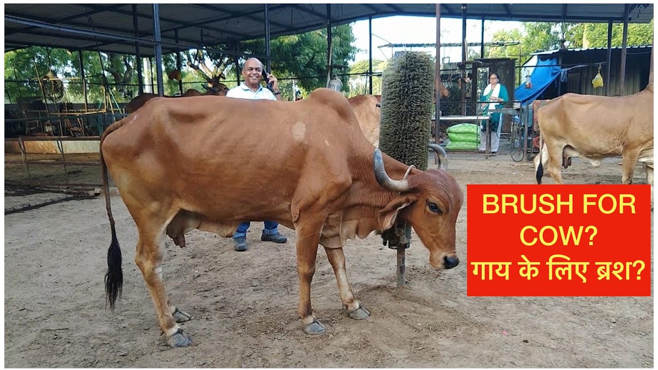 Happy Cow Brush GIR COW CATTLE Comfort Brush And It Actually Makes Cows