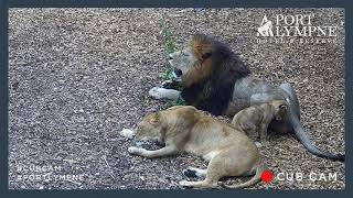 Lion Cub Cam Highlight Play Fighting And Annoying Dad