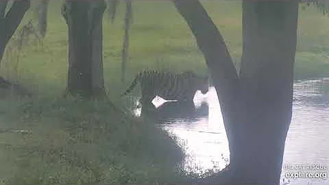 Watch the video about An afternoon dip. Jasmine tiger at Big Cat Rescue.