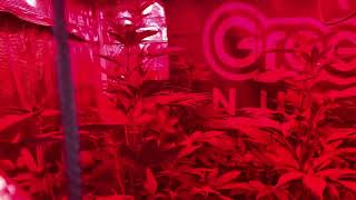 Defense why @KindLEDGrowLights are top notch!!!  The plants love the UV/IR
