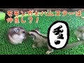 モモンガ赤ちゃんとハムスター,,sugar glider hamster,,