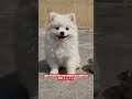 Pomeranian Dog – Tiny Dog With a Big Attitude! #shorts #ashishsaxena #shortsviral