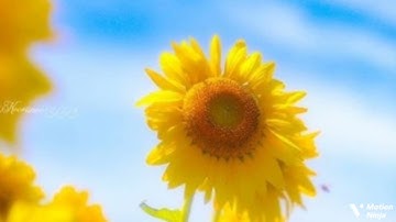 ألم تر إلى الذين نافقوا يقولون لإخوانهم الربع الثالث من الجزء الثامن والعشرون من سورة الحشر الحصري