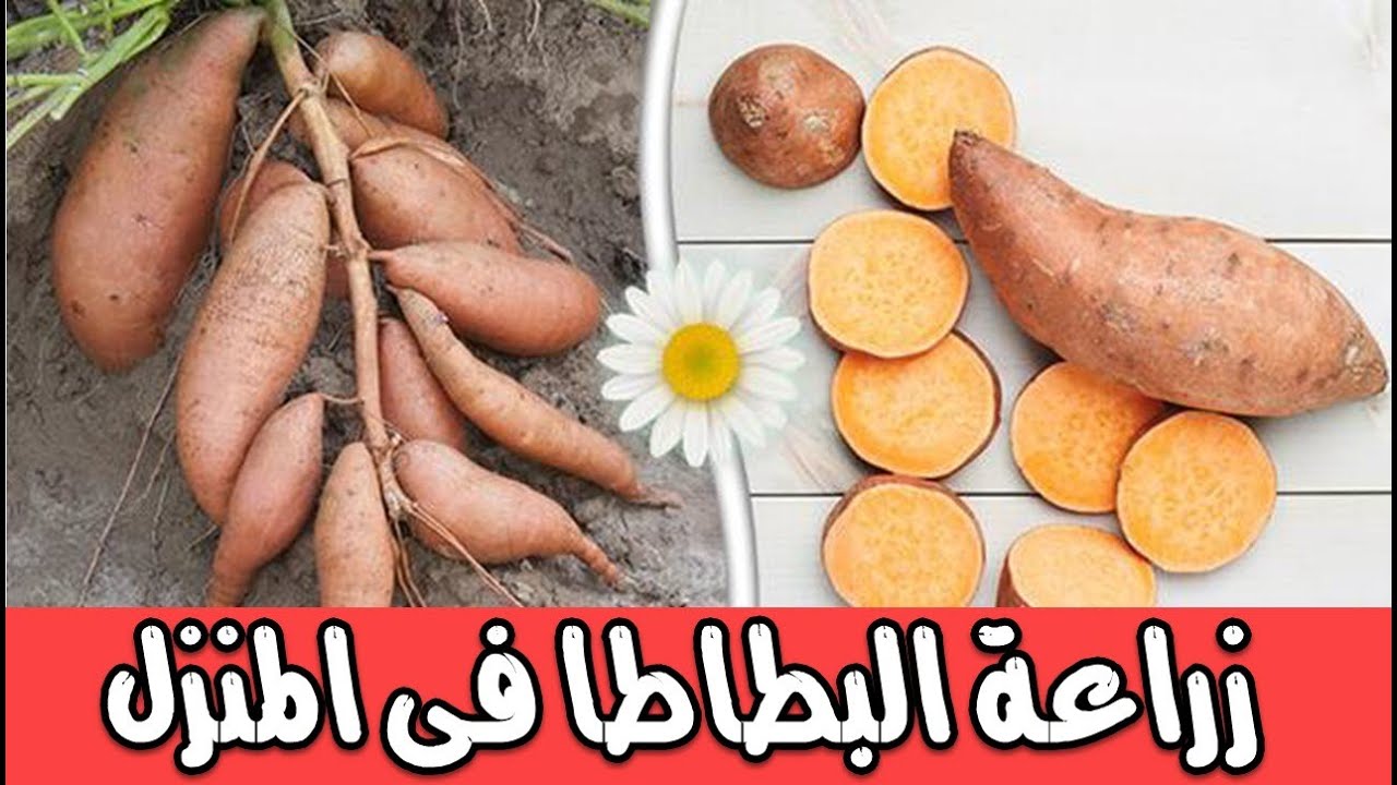 ازرع البطاطا الحلوة صح قناة تكنومكس م شريف فاروق