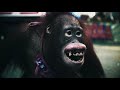 The Horrors of the Wildlife Trade