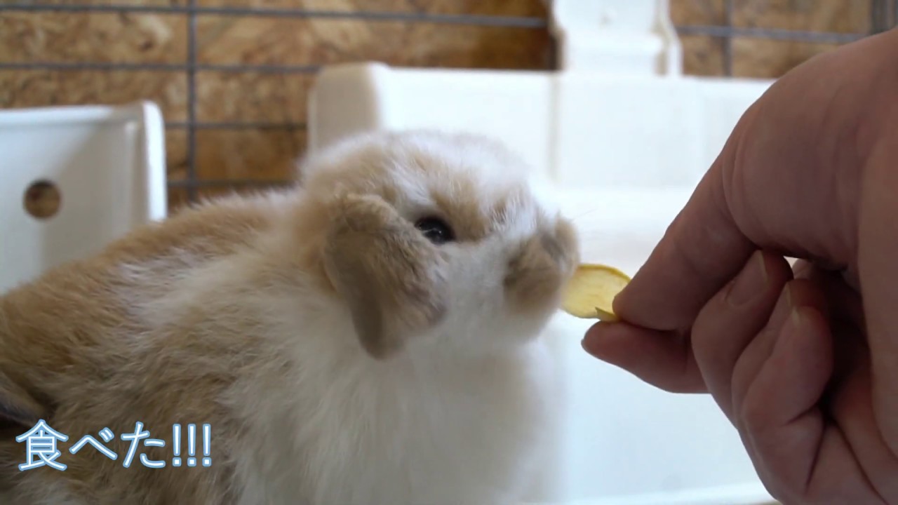 子うさぎ達のおやつでリンゴデビュー なんと1個10円 An Apple Debut With A Baby Rabbit S Snack Youtube