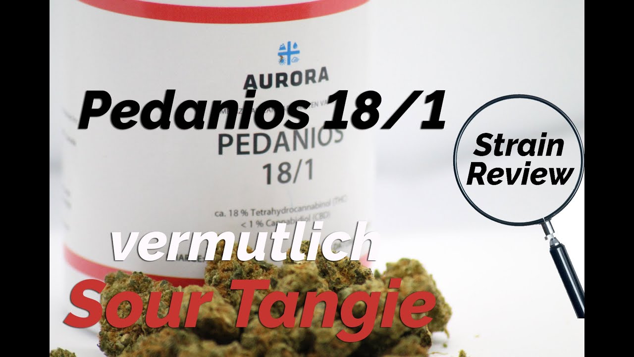 Pedanios 18/1 - Vermutlich Sour Tangie - Geruch, Geschmack, Wirkung, Terpenprofil - Strain Review