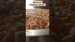 #insects #popcorn #bug #destroy