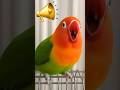Lovebird Singing And Chirping Sounds Shorts Lovebirds Parrot Lovebird Singing And Chirping Sounds Shorts Lovebirds Parrot
