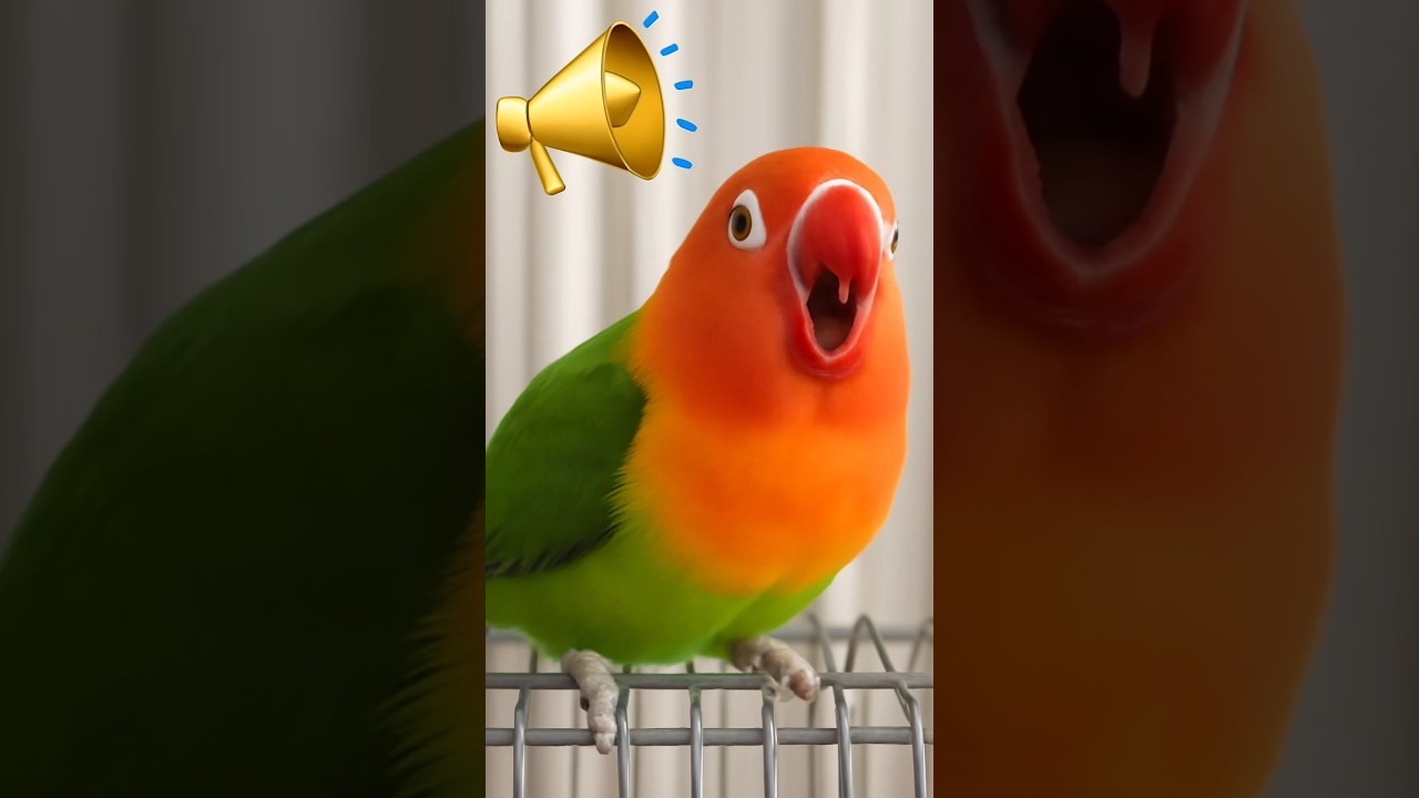 Lovebird singing and chirping sounds 💖🦜 | 
