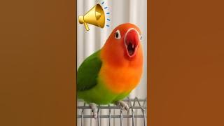 Lovebird singing and chirping sounds 💖🦜 | #shorts #lovebirds #parrot