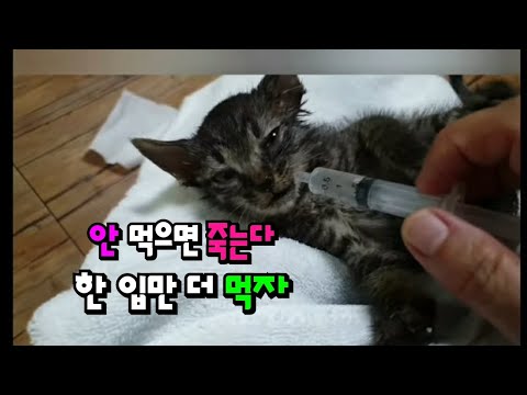 죽기직전 응가로 범벅되어 계단입구에 버려진 300g 아기 고양이 A 300g baby cat dumped at the entrance of a staircase overcrowd