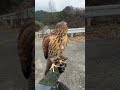 ハリスホークのキルくんが可愛い過ぎる #可愛くてごめん