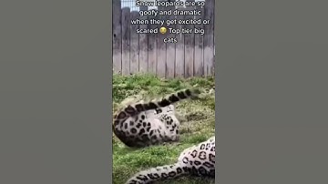 Goofy Snow Leopard Jumping