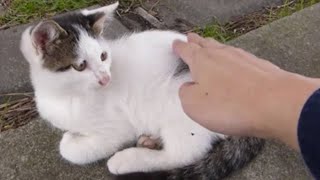 授乳後の子猫を撫でまくった結果www