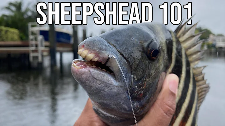 Sheepshead 101 - Sheepshead For Beginners-Experts