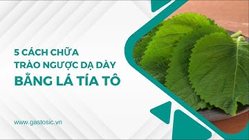 5 Cách Chữa Dạ Dày Bằng Lá Tía Tô Hiệu Quả Nhất