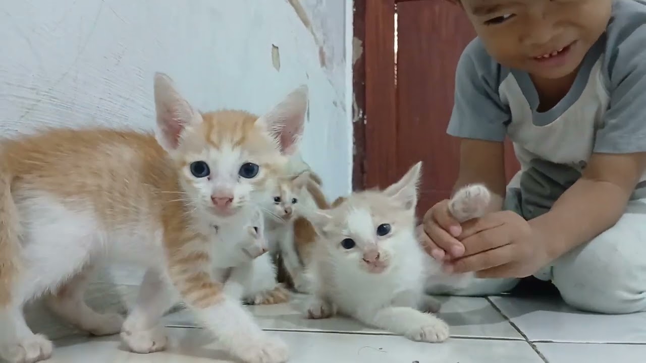 AKU DAN KUCING KUCING IMUT AKU