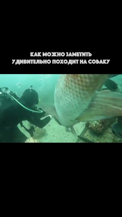 Азиатский овцеголовый губан - удивительная рыба - YouTube