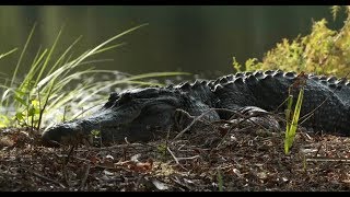 Alligators: More Than Meets the Eye