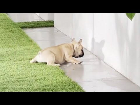 Puppy Chases His Own Shadow