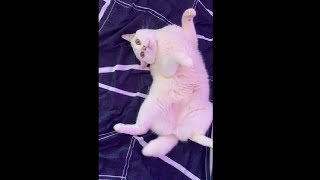 Pretty Kitty Giving Her Mum A Cute Look