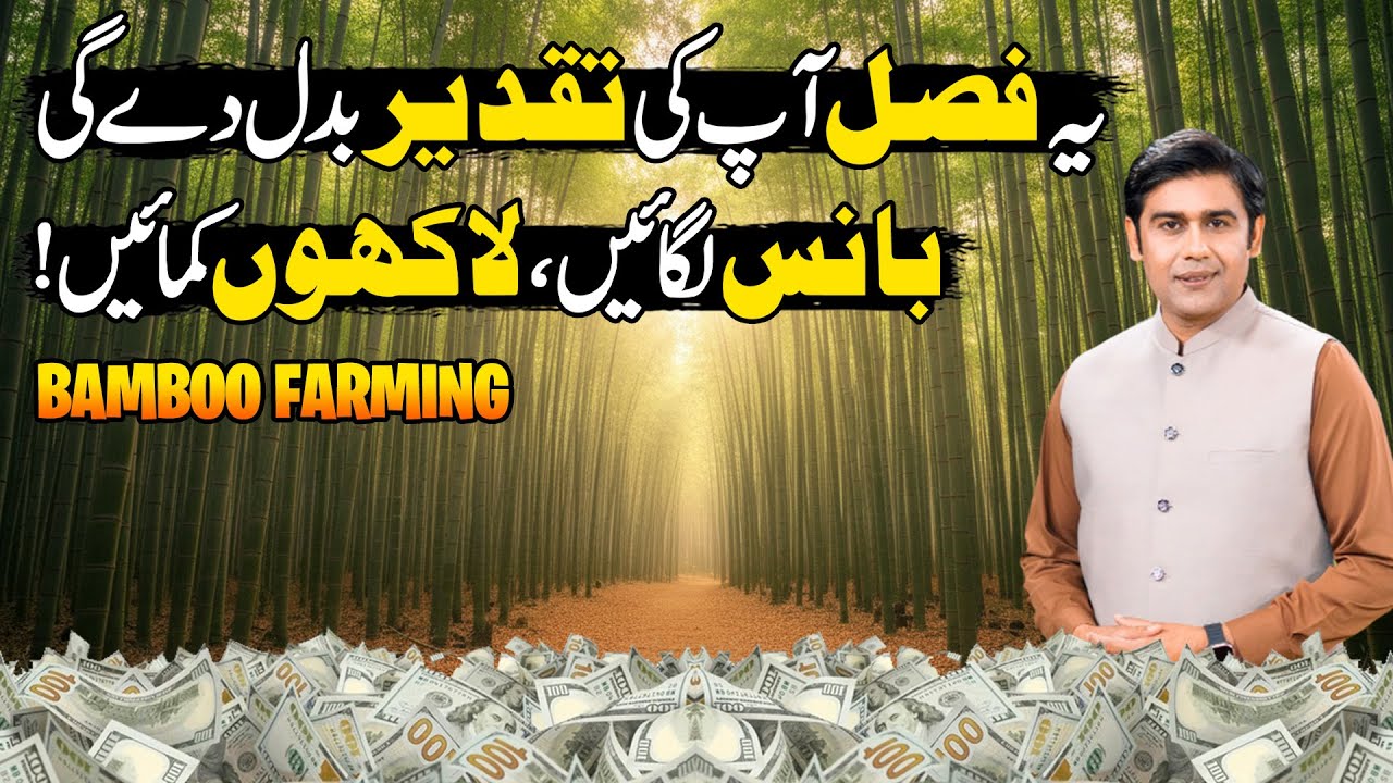 Pakistan Rabo Pakistan's Successful Test | Bamboo Farming in Pak | Billion Dollar ...