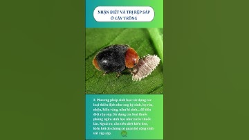 Nhận biết và cách trị rệp sáp ở cây trồng