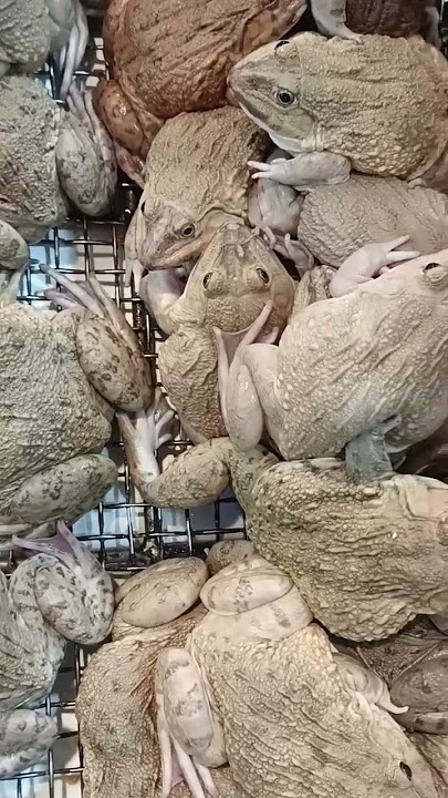 PALAKA for dinner.!🐸#frog #recipe #exotic #yummy  #food for you #trending #vlog #viralvideo #shorts